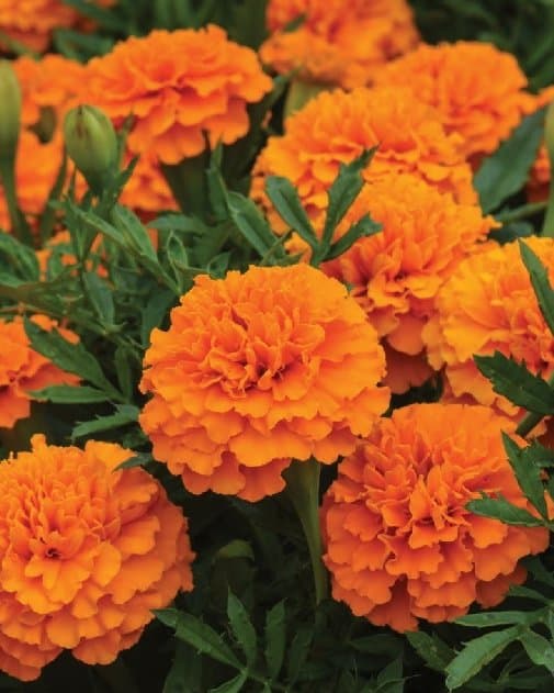 Orange Marigold