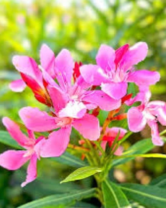Pink.arali