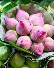 Lotus loose